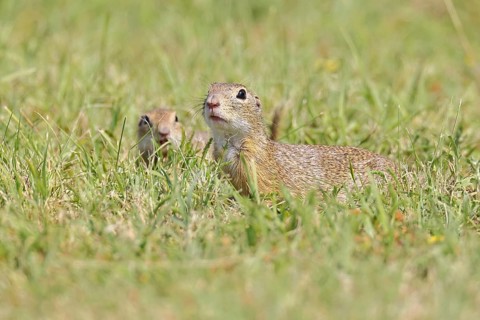 European ground squirrel (Spermophilus citellus) in a meadow, Burgenland Austria