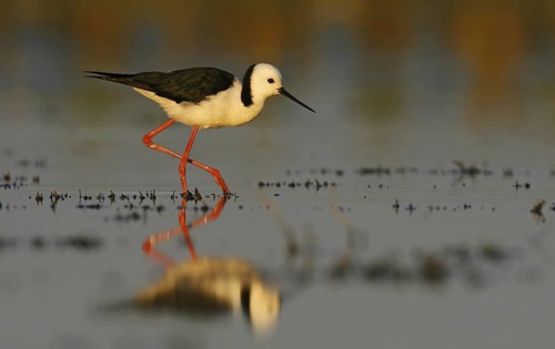 White-headed Stilt (Himantopus leucocephalus), Victoria, Lake Linlithgow, Australia