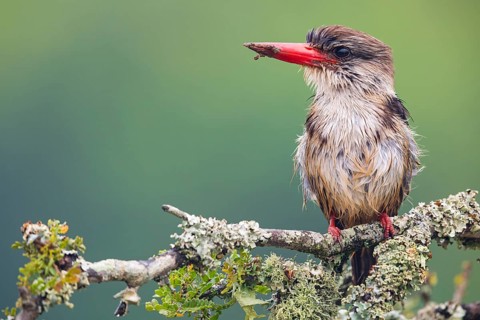 Brown-hooded kingfisher (Halcyon albiventris), perching site, Kingfisher family, iSimangaliso