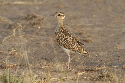 Double-banded Courser (Rhinoptilus africanus) juvenile, Masai Mara, Kenya
