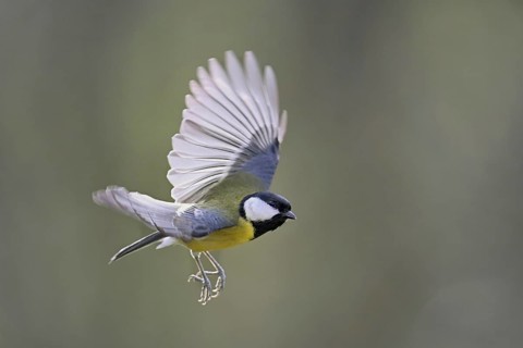 Great Tit (Parus major), in flight, Meienberg, Canton Aargau, Switzerland