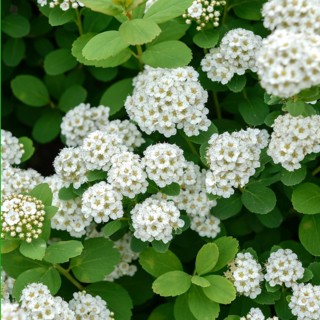 Birch-leaved spirea (Spiraea betulifolia 'Tor tor'), Germany