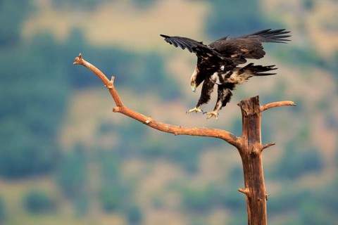 Spanish Imperial Eagle (Aquila adalberti) male landing on a branch, Andalusia, Spain