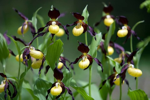Yellow lady slipper, orchids, flower, plant, plant