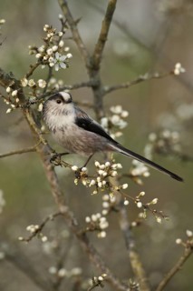 Long-tailed Tit (Aegithalos caudatus europaeus), Rhineland-Palatinate, Germany