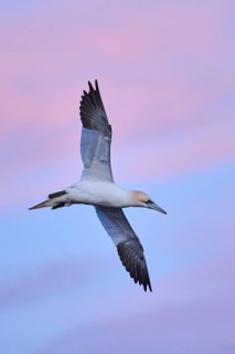 Northern gannet (Morus bassanus) flying in the sky at sunset, wildlife, Helgoland, Germany