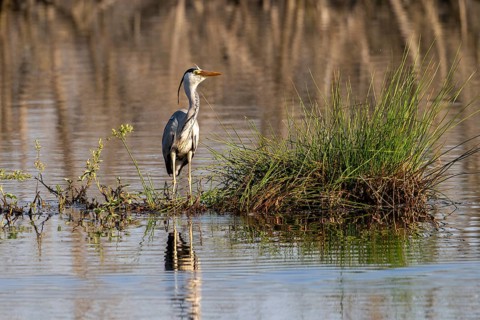 Grey heron (Ardea cinerea), Vulkaneifel, Rhineland-Palatinate, Germany