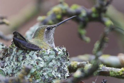 Anna's Hummingbird (Calypte anna), USA