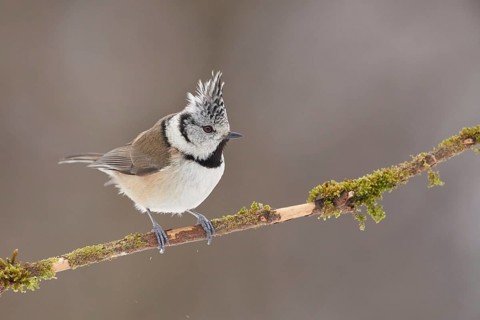European Crested Tit (Lophophanes cristatus) perched on a branch, Grisons, Switzerland