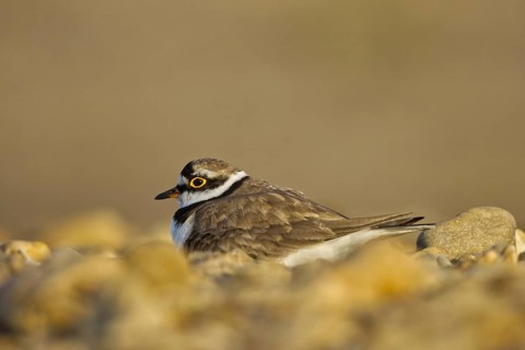 Little Ringed Plover (Charadrius dubius) incubating, North Rhine-Westphalia, Germany