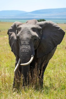 An African elephant stands majestically amidst the tall grasses of the Kenyan savannah, with a