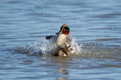 Common teal duck (Anas crecca) adult male bird bathing in a lake, England, United Kingdom
