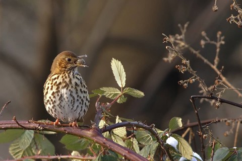 Song Thrush (Turdus philomelos), North Rhine-Westphalia, Germany