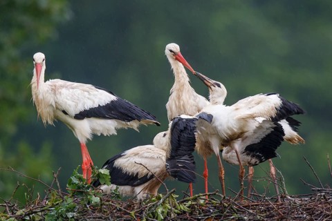 White Stork (Ciconia ciconia) feeding young in nest, North Rhine-Westphalia, Germany