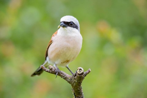 Red-backed shrike (Lanius collurio) ml Germany