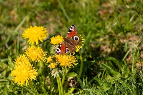 Peacock butterfly resting on a dandelion flower, colorful spring wildlife scene in natural habitat.