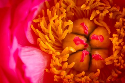 Stamens, petals, pink peony (Paeonia)