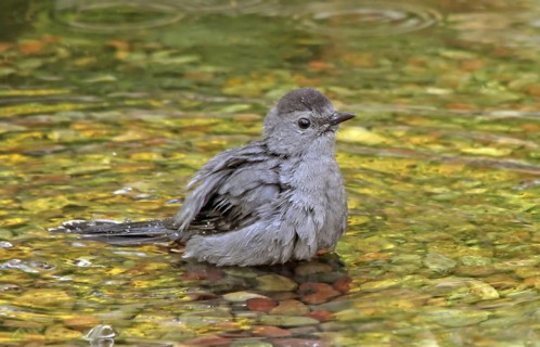 Grey Catbird (Dumetella carolinensis) bathing, Saskatchewan, Canada