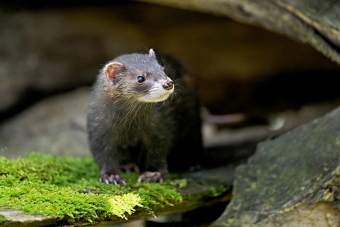 European polecat (Mustela putorius) or forest polecat, standing on woodpile, captive, Switzerland