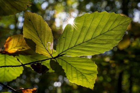 Branch with beech leaves in backlight with sun star, North Rhine-Westphalia, Germany