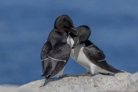 Razorbill (Alca torda), pair, greeting, Hornoya, Varangerfjord, Norway