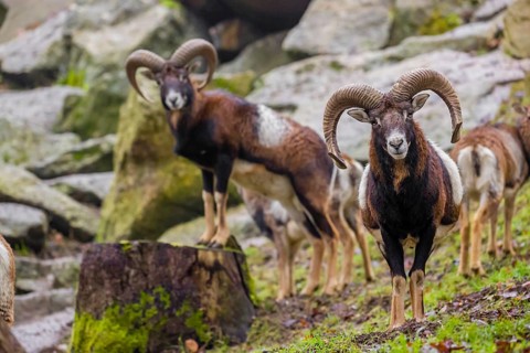 Two male European mouflons (Ovis aries musimon) stand on a rocky slope