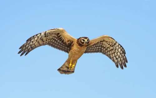 Northern Harrier (Circus hudsonius) flying, Texas, USA