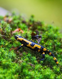Feuersalamander (Salamandra salamandra) läuft am Waldboden über feuchtes Moos, Bayern, Deutschland
