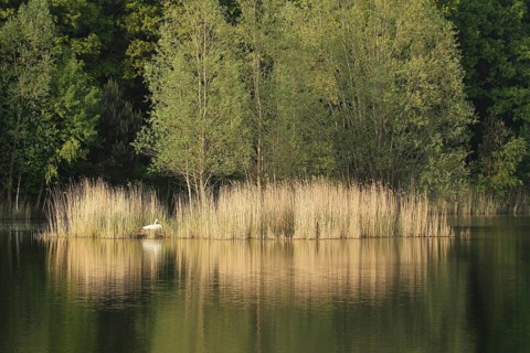 Mute Swan (Cygnus olor) breeding, Lower Saxony, Germany