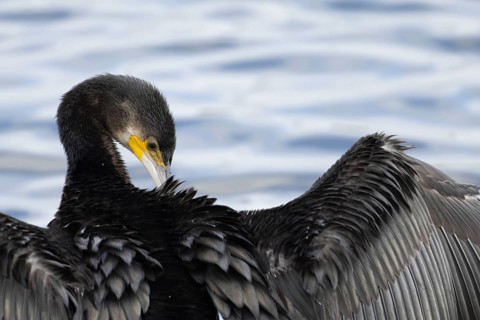 Great cormorant (Phalacrocorax carbo) adult bird drying its wings on a lake, England, United