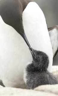 Common Murre (Uria aalge) with chick, Scotland, United Kingdom