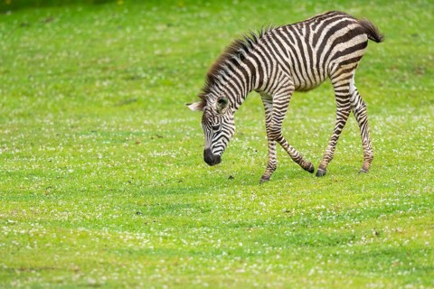 Plains zebra (Equus quagga) foal walking on a meadow, Germany