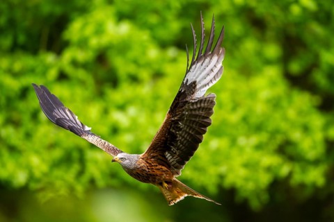 Red kite (Milvus milvus) flying in a forest in early summer, Bavaria, Germany