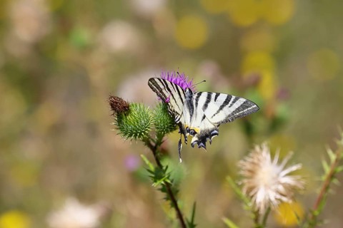 Sail butterfly (Iphiclides podalirius), on a flower of a thistle (Cirsium arvense), in a vineyard,