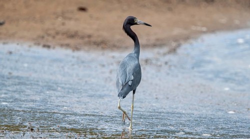 Little blue heron (Egretta caerulea), walking on the beach, Corcovado National Park, Osa, Puntarena