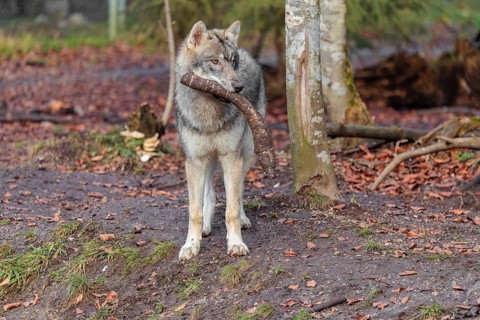 A young grey wolf (Canis lupus lupus) plays with a branch at the edge of the forest on an overcast