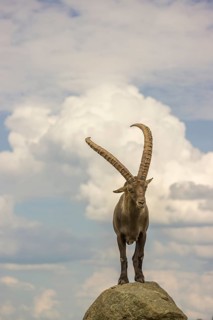 A male ibex (Capra ibex) stands on a rock. Behind him is a sky with interesting clouds