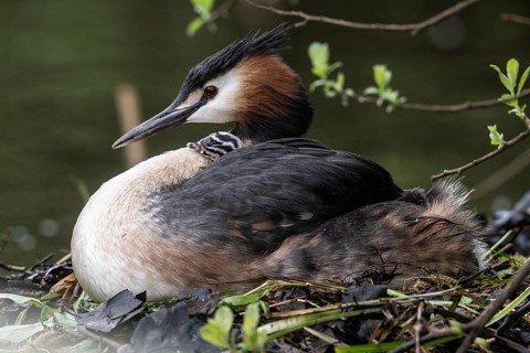Great Crested Grebe (Podiceps Scalloped ribbonfish) with juveniles), Emsland, Lower Saxony, Germany