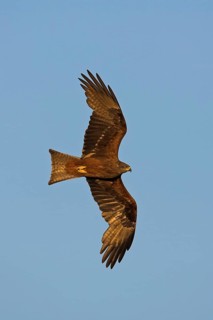 Black Kite (Milvus migrans) flying, Extremadura, Spain