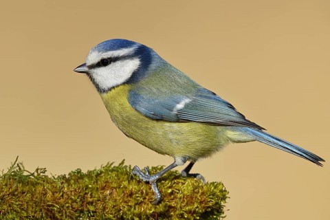 Blue tit (Parus caeruleus), sitting on moss-covered dead wood, Wilnsdorf, North Rhine-Westphalia,
