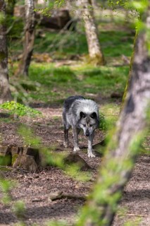 One Timberwolf, Canis lupus lycaon, walking through a forest Trees and green grass in the