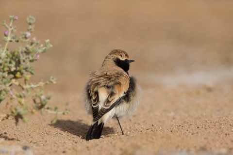 Desert Wheatear (Oenanthe deserti homochroa) male, Morocco
