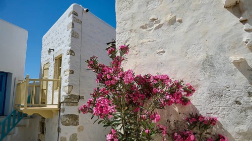 Flowering shrub with pink flowers in front of a white stone wall, Chora, Astypalea, Dodecanese,
