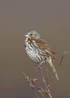 Red Fox Sparrow (Passerella iliaca), Alaska, USA
