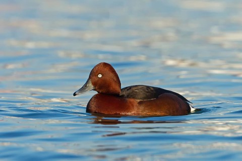 Ferruginous Duck (Aythya nyroca) male, Baden-Wuerttemberg, Germany