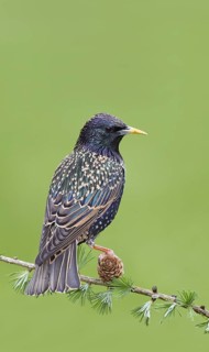 Common Starling (Sturnus vulgaris), Brandenburg, Germany