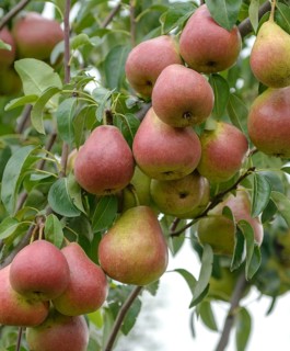 Pear (Pyrus communis 'Dicolor'),  Germany