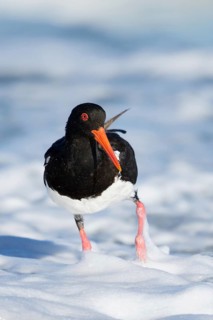 Pied Oystercatcher (Haematopus longirostris) foraging at shoreline, Tasmania, Australia
