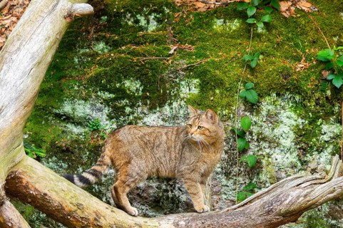 European wildcat (Felis silvestris silvestris) standing in a forest, Bavaria, Germany