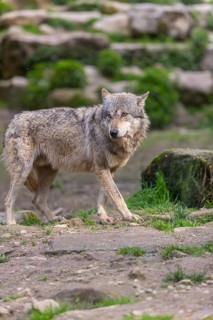 One eurasian gray wolf (Canis lupus lupus) standing between rocks. Rocks and green vegetation in